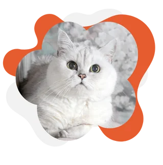 Влажный корм для кошек